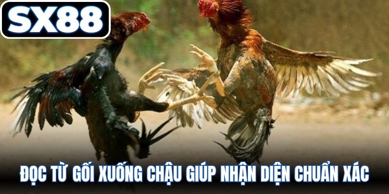 Đọc từ gối xuống chậu giúp nhận diện chuẩn xác