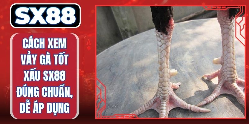 Cách Xem Vảy Gà Tốt Xấu SX88 Đúng Chuẩn, Dễ Áp Dụng
