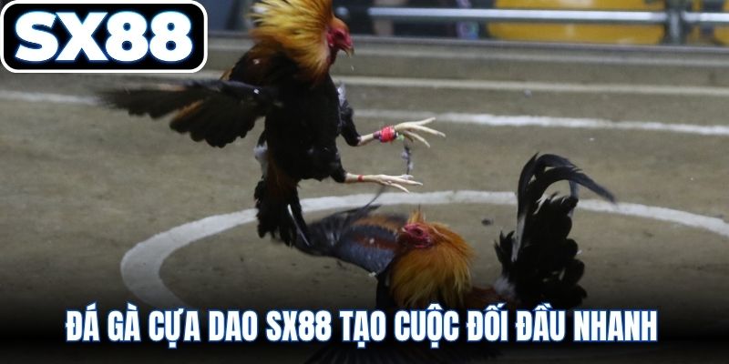 Đá gà cựa dao SX88 tạo cuộc đối đầu nhanh và quyết liệt